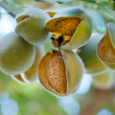 Bedouin : fruits secs bio et français