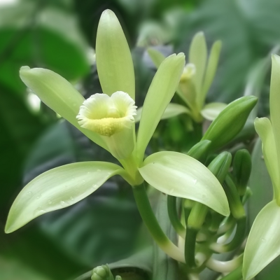Les gousses de vanille sont obtenues à partir d’une orchidée lianescente.