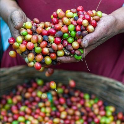 Gamme Café - Terre Exotique