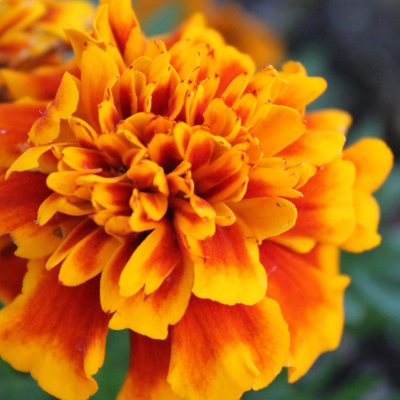 Les fleurs comestibles 