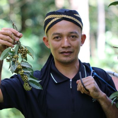 Récolte du poivre Cubèbe - Terre Exotique