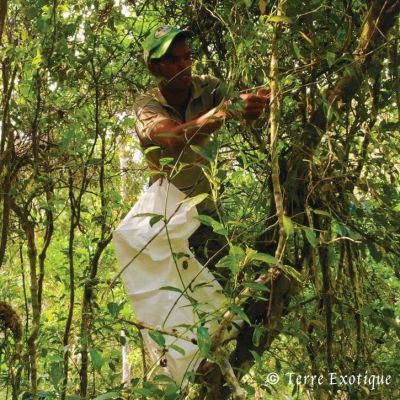 Poivre Voatsiperifery - Terre Exotique
