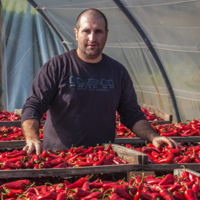 La récolte du piment d'Espelette