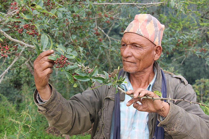 Poivre Timut BIO ou baie de Timur du Népal - reportage - recettes