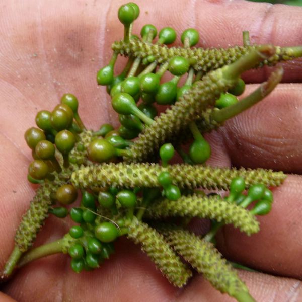 Poivre voatsiperifery moulu 500 g