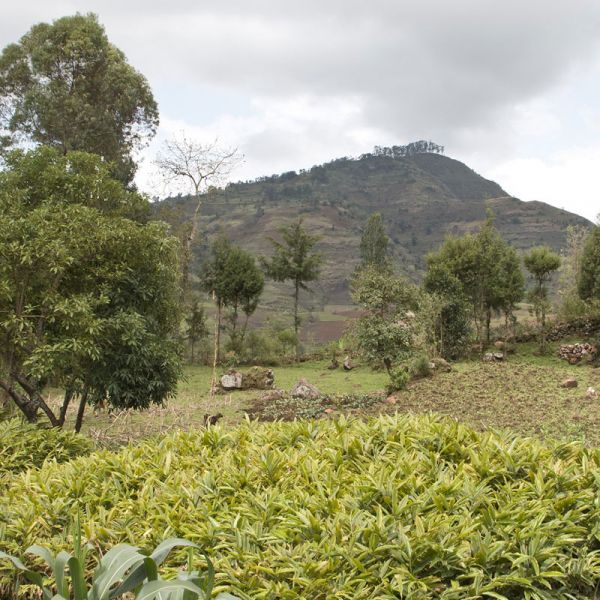 Gousses de kororima