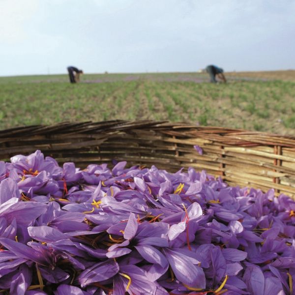 Safran pistil