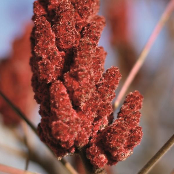 Sumac en poudre