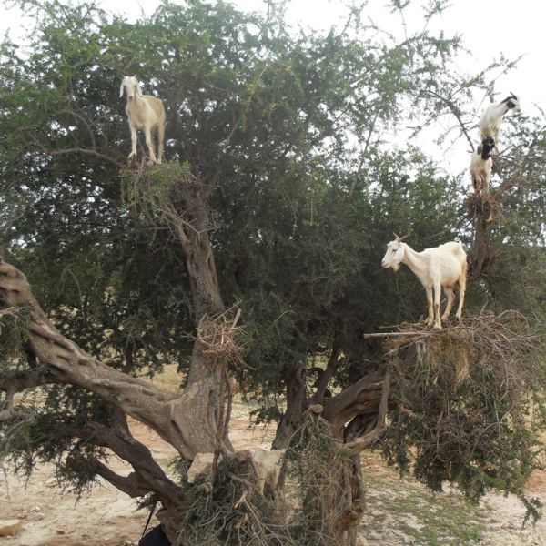 Huile d'argan