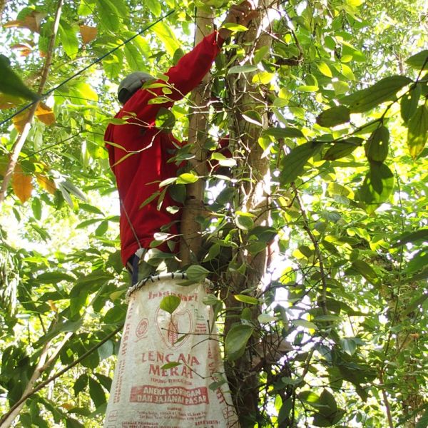 Poivre noir de Lampong