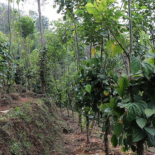 Poivre noir de Wayanad