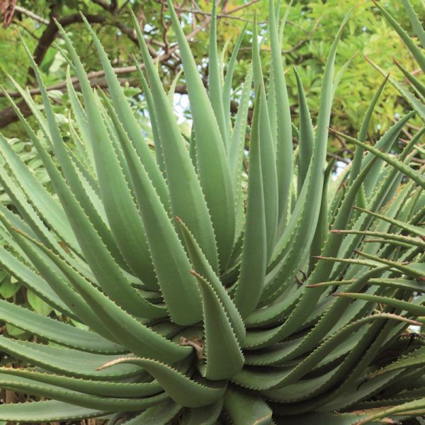 Sirop d'agave