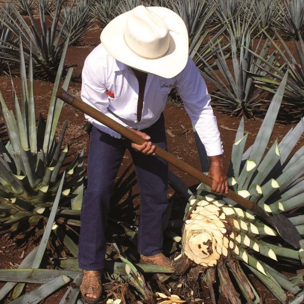 Sirop d'agave - Achat, utilisation, recettes