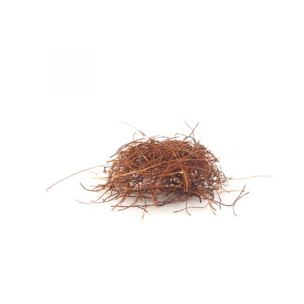 Piment cheveux d'ange